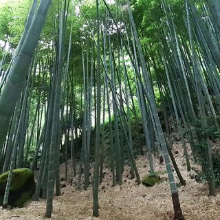 628a5ca50810be83f471bf3b27079a1e